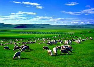 天边有一个美丽的大草原 - 内蒙古游记攻略