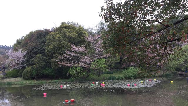 安宁樱花谷风景区图片