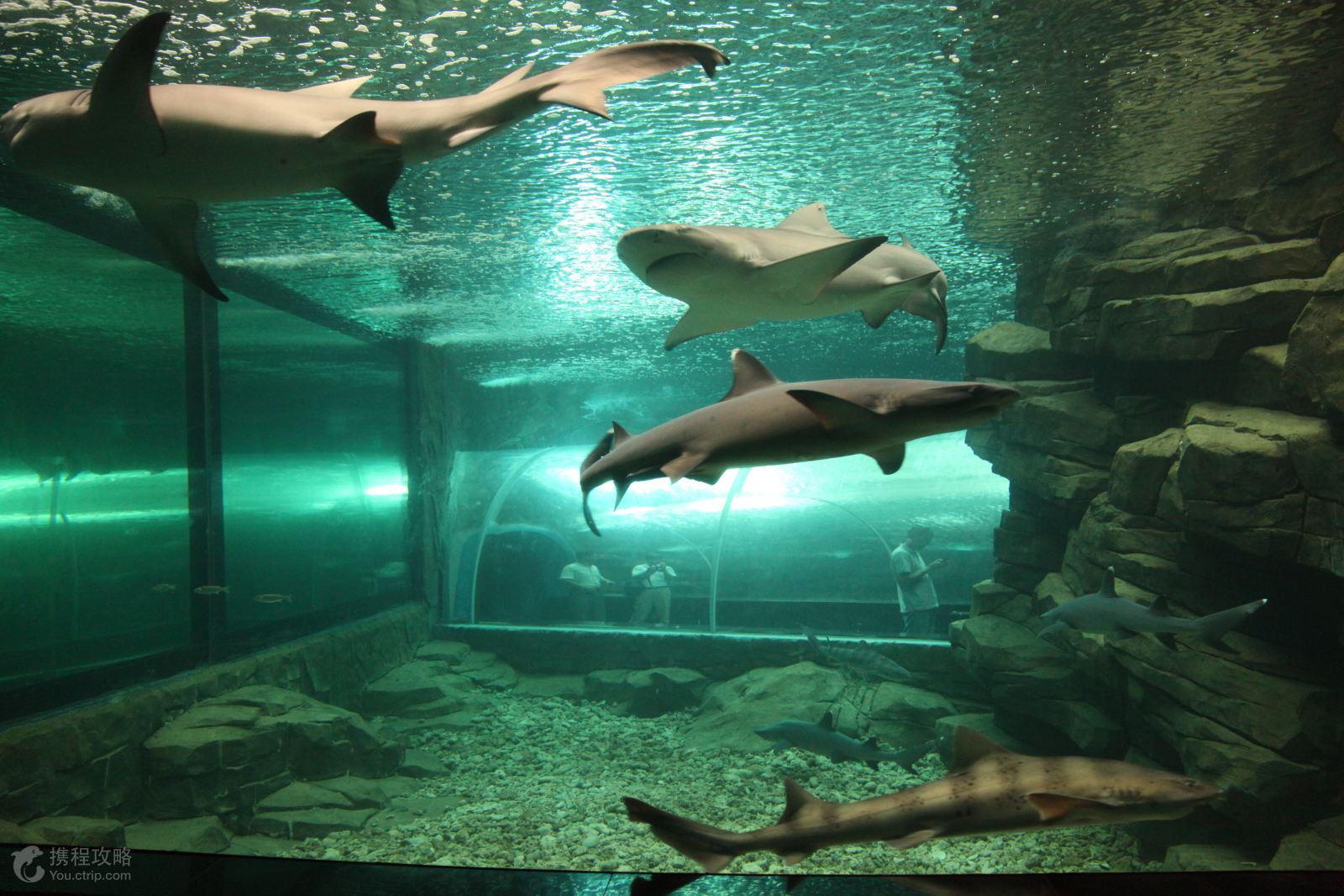 日本东京 大阪 京都7日5晚跟团游·开心乐愿 富士急海洋乐园 0自费