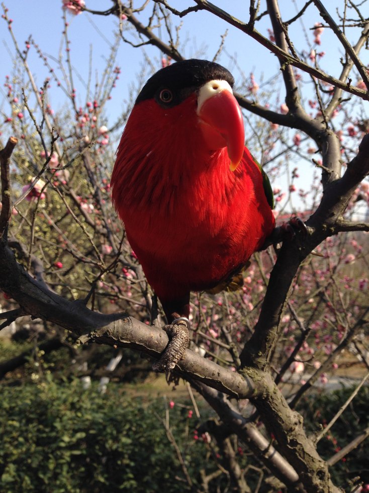 一只美丽的黑顶吸蜜鹦鹉