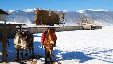 【携程攻略】香格里拉香格里拉纳帕海一日游【