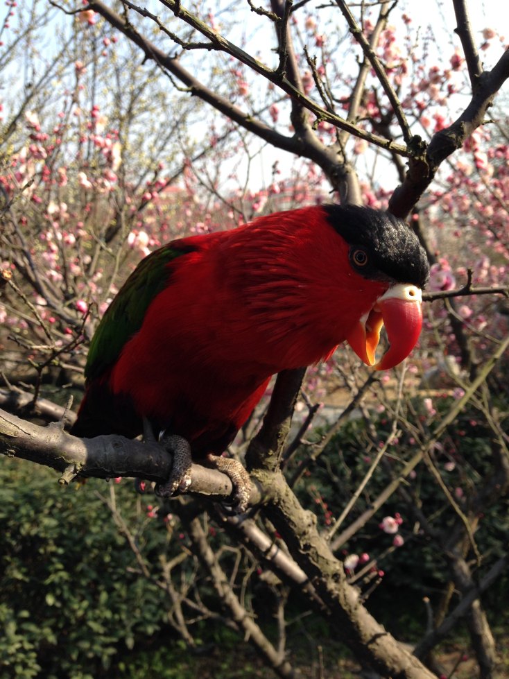 一只美丽的黑顶吸蜜鹦鹉