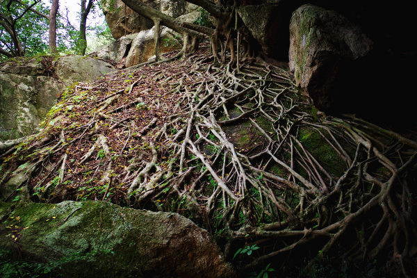 像这样根系繁复的古树在山上很常见. 清源山