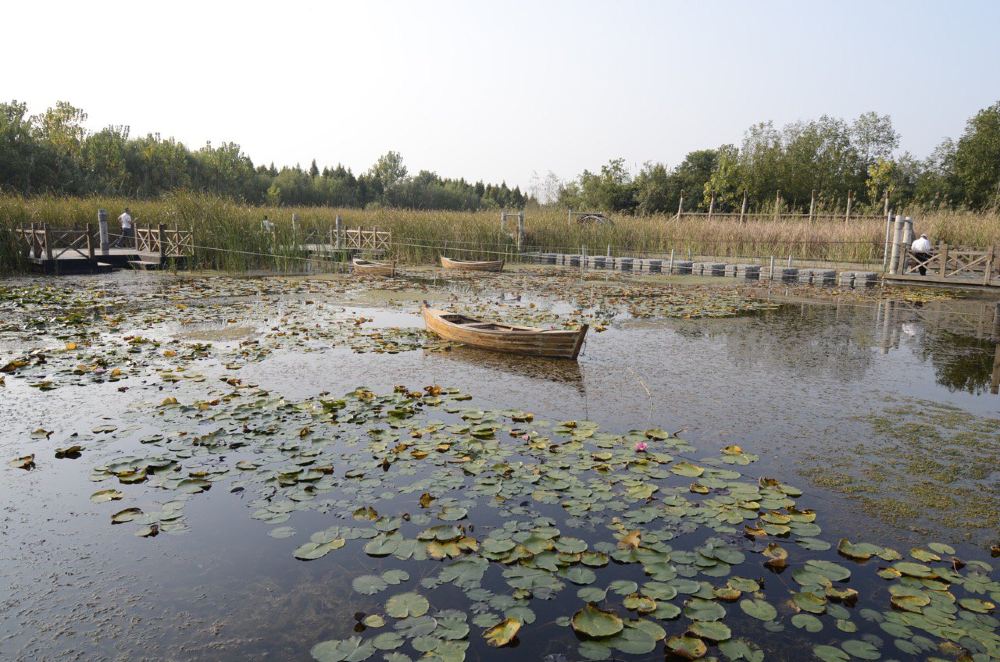 華僑城雲海溫泉 溱湖國家溼地公園一日遊【鹽城出發】