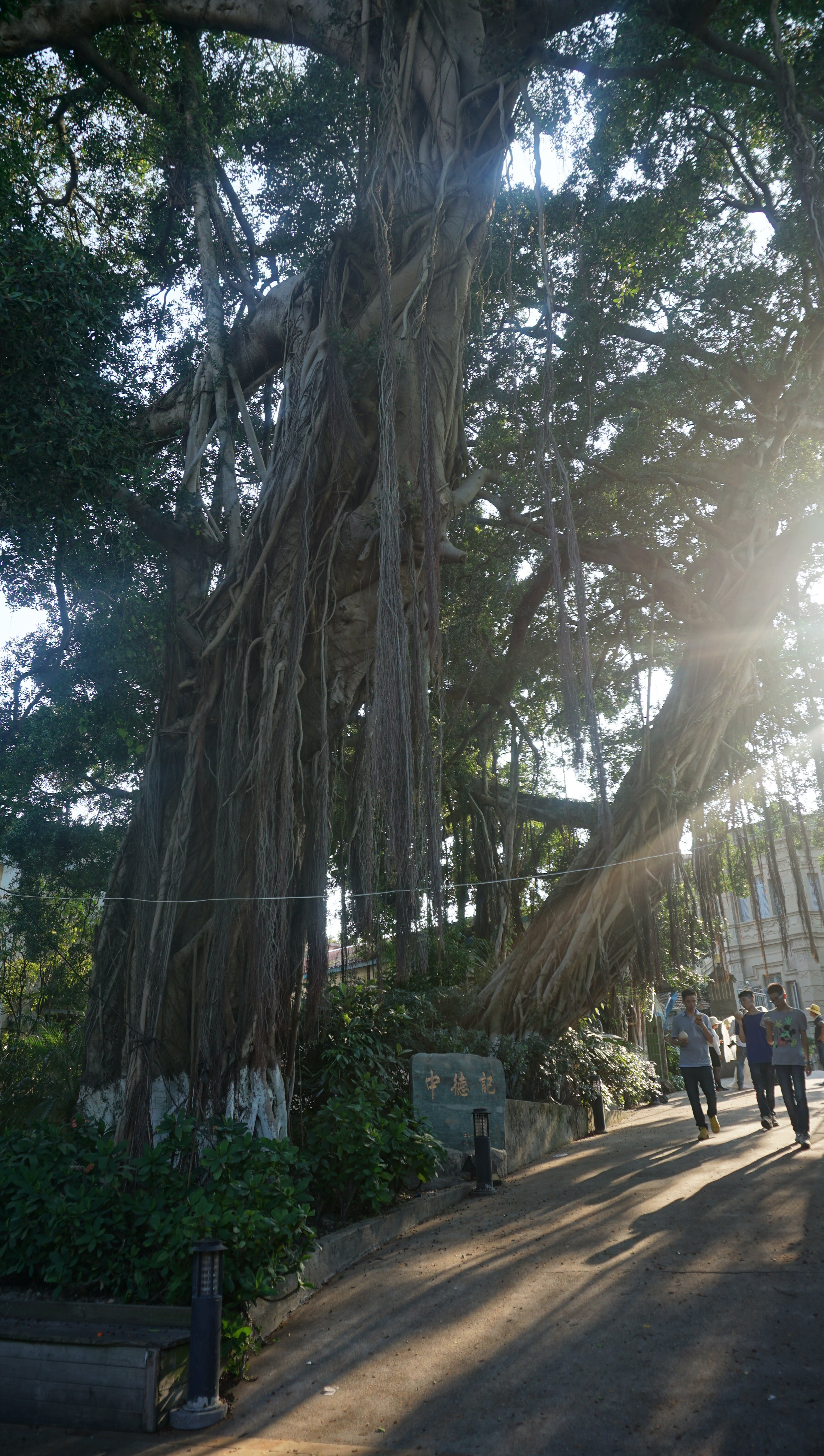 很多参天榕树枝枝蔓蔓垂挂下来随风摇曳,也是鼓浪屿特色之一 鼓浪屿