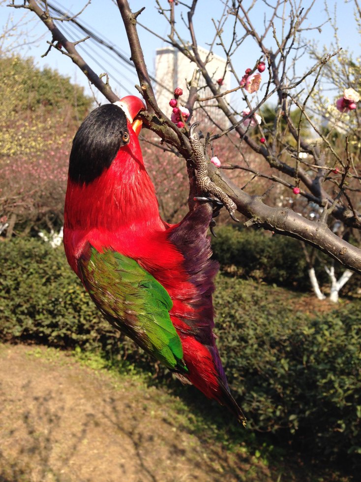 一只美丽的黑顶吸蜜鹦鹉