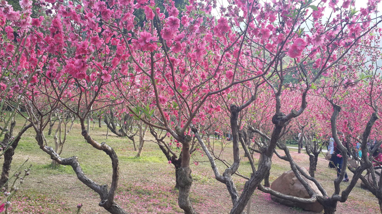 "广州过年,花城看花"