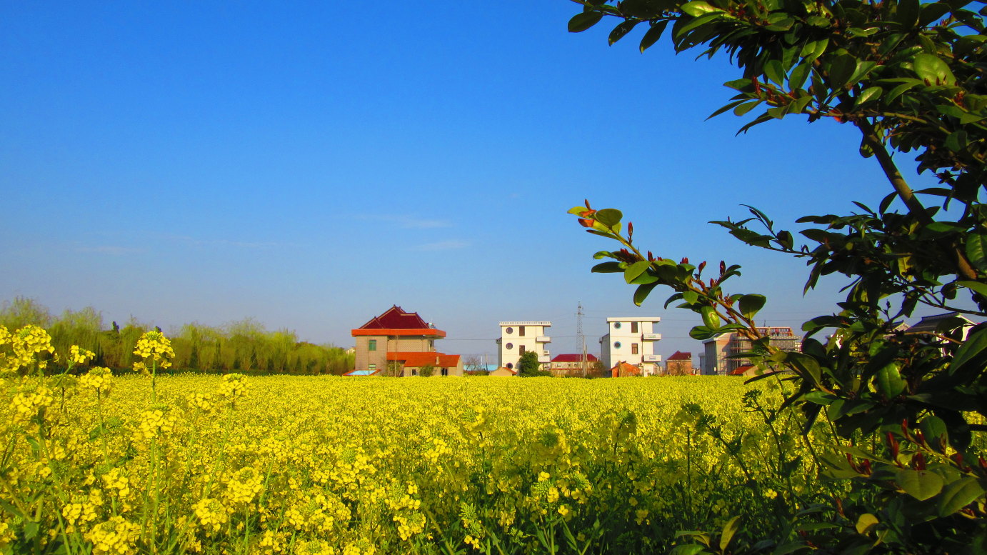 春游好时光,江海大平原遍地金黄