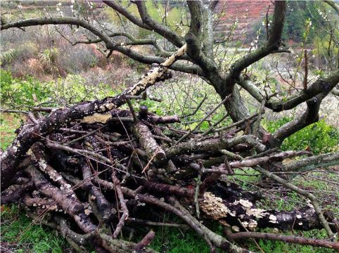 李树下,桃林里,随处可见堆放的柴薪