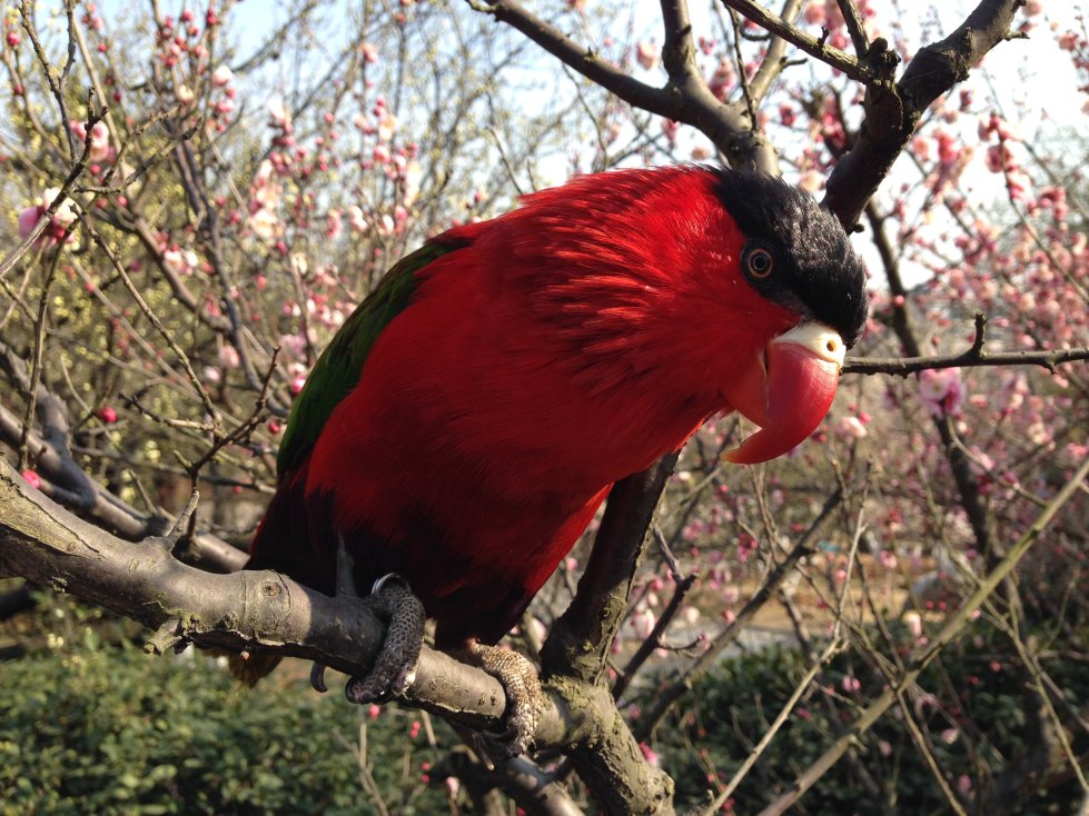 一只美丽的黑顶吸蜜鹦鹉