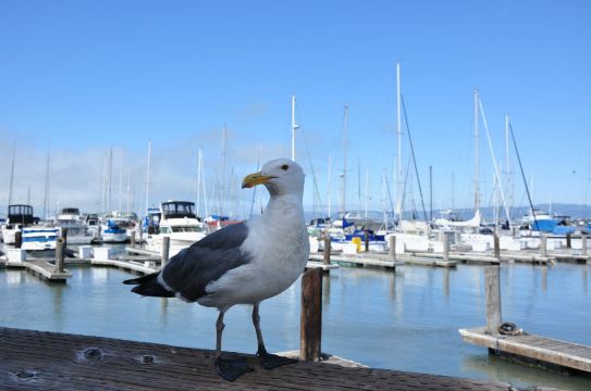 海鸥,不怕人 渔人码头