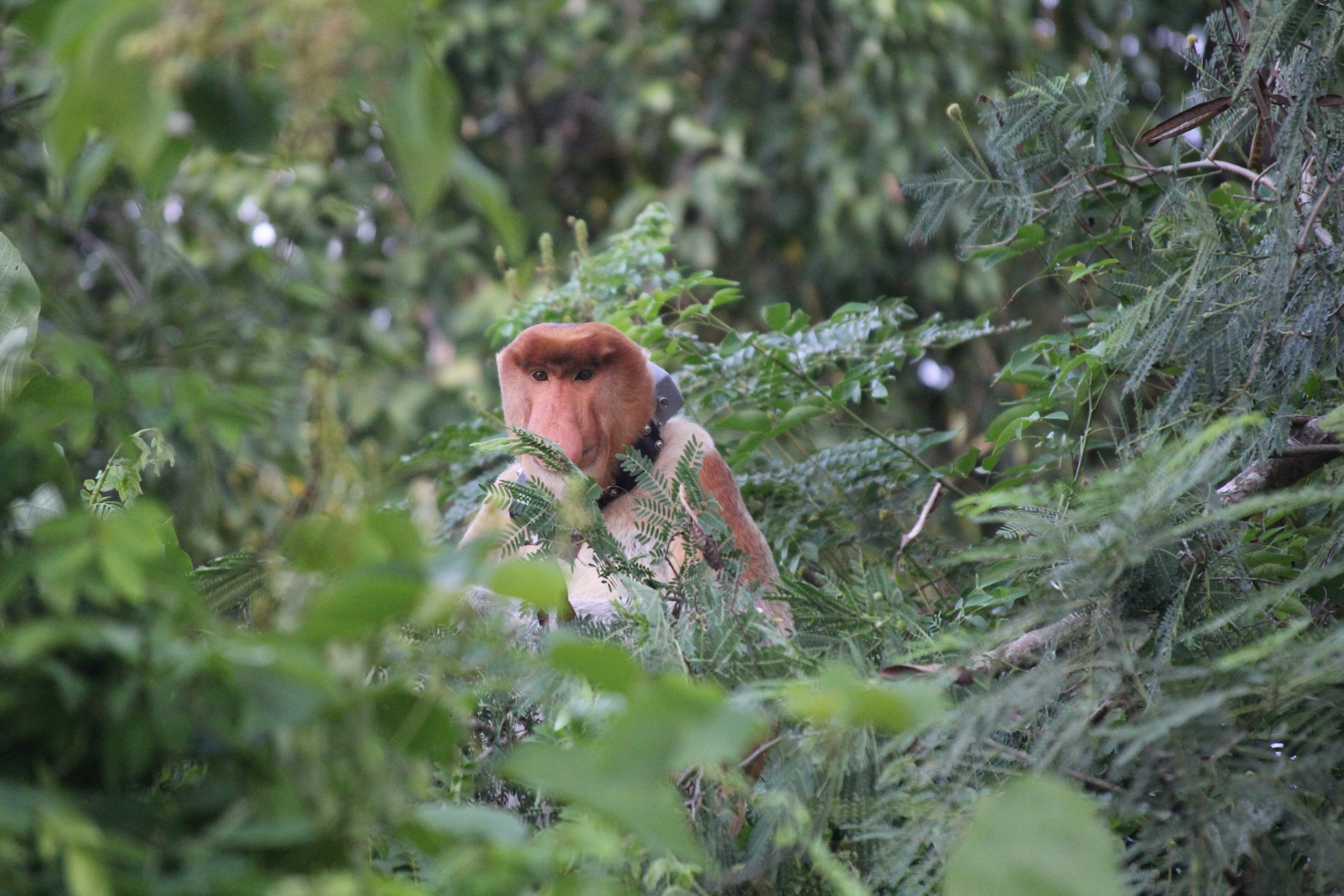 马来西亚亚庇红树林