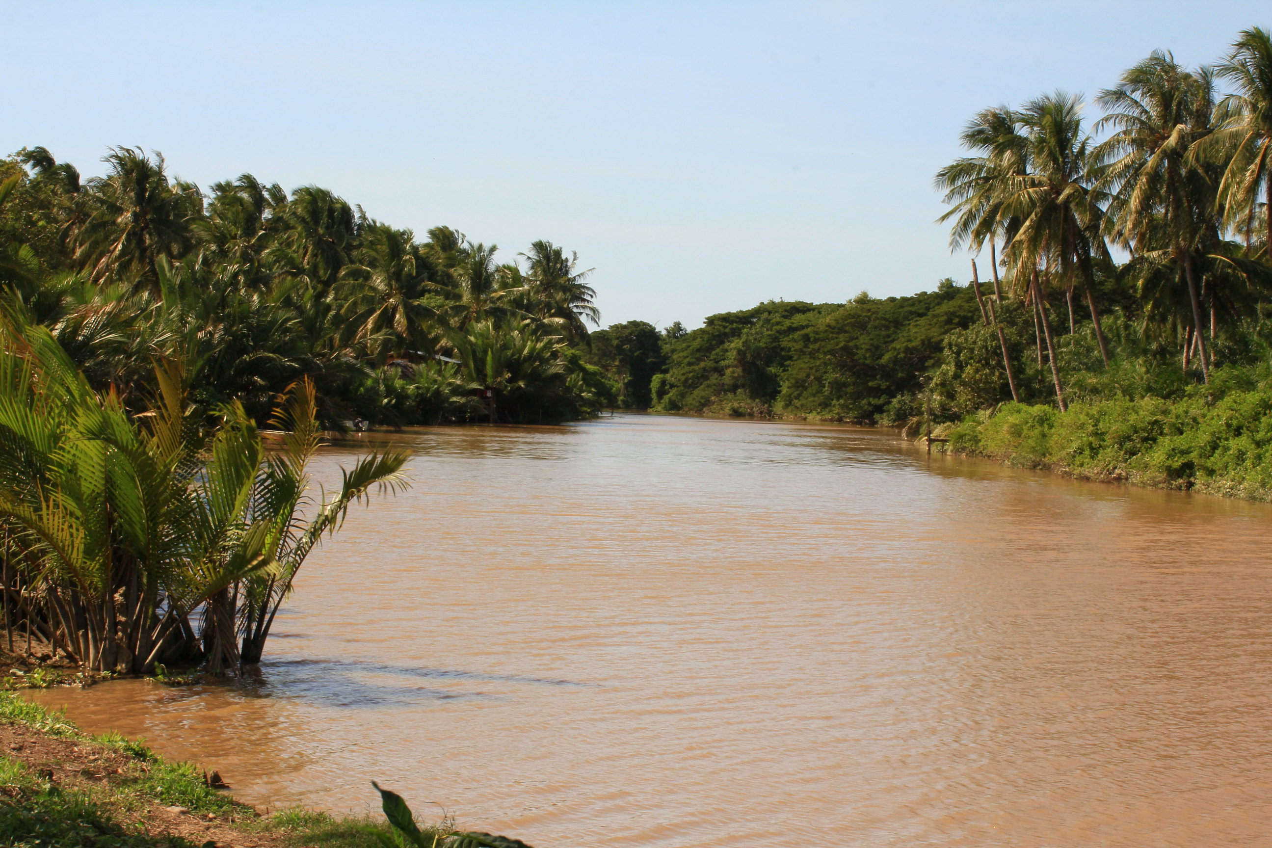 马来西亚沙巴游---红树林