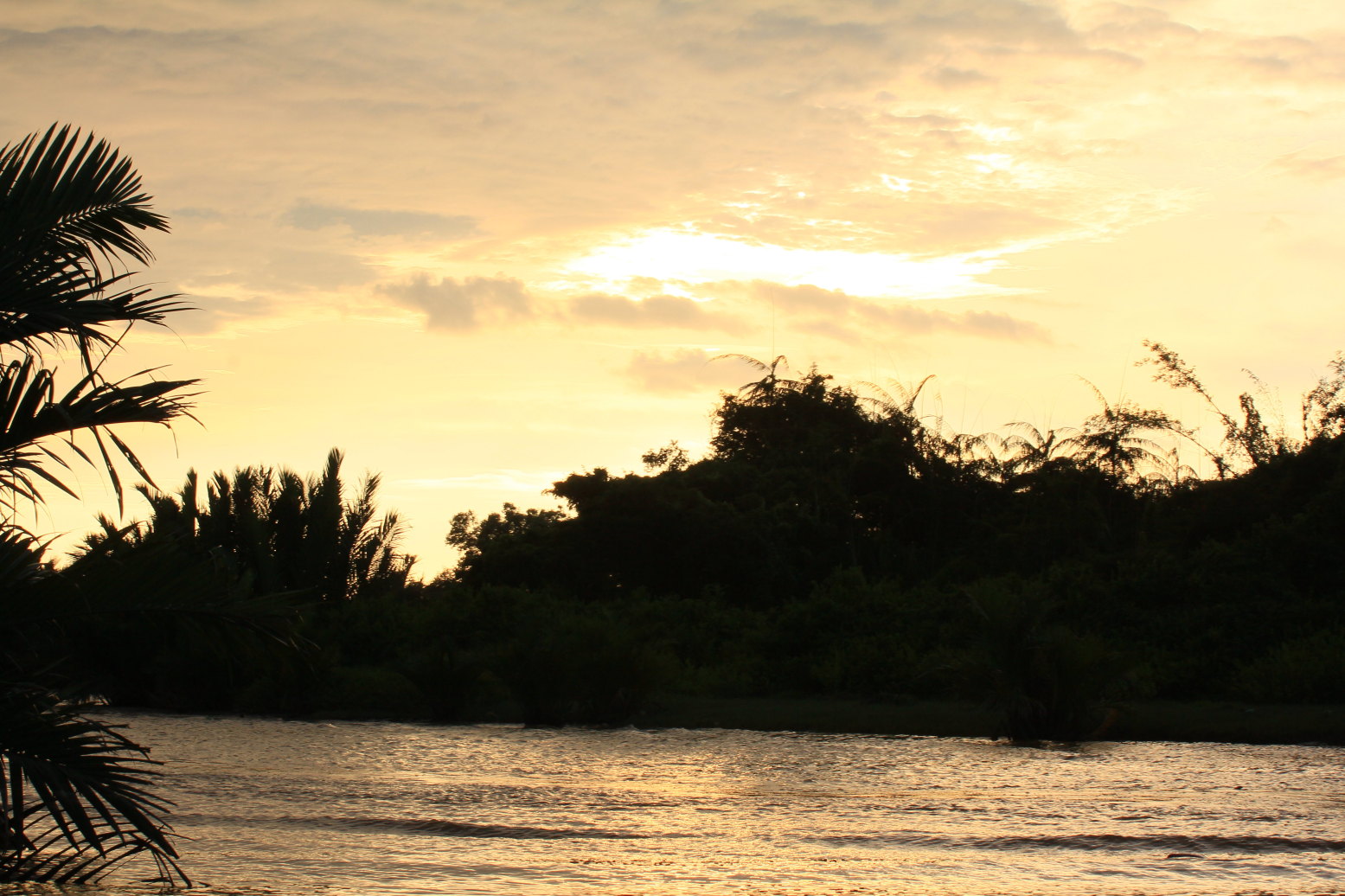 马来西亚沙巴游---红树林