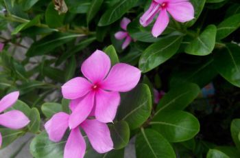 【携程攻略】泉州东湖公园名人馆交通路线,怎