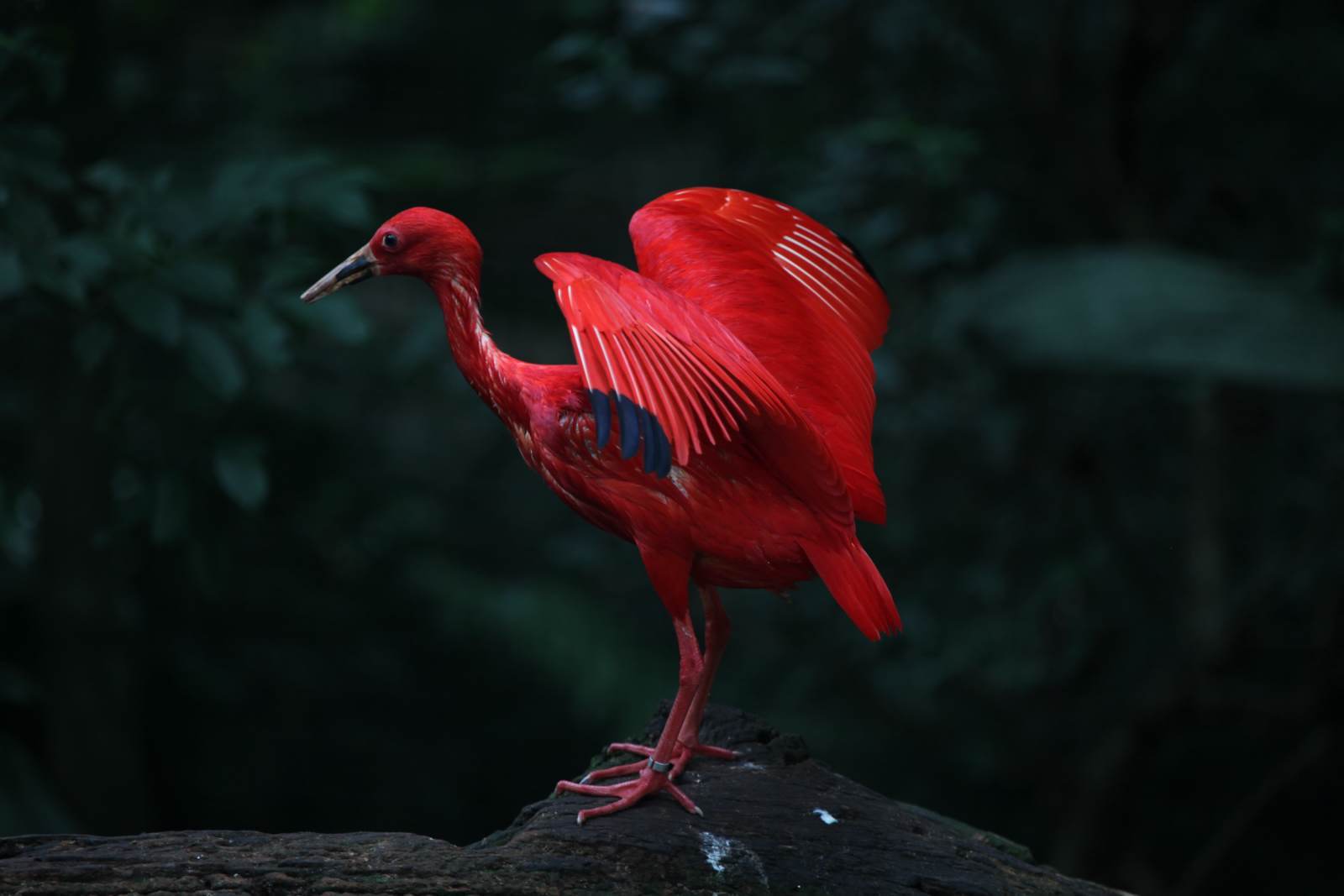 巴西伊瓜苏热带雨林中保护的各种鸟类鹦鹉,金刚鹦鹉,燕鸥,新热带鸬鹚
