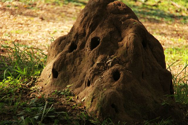 一個在馬路上也能看到野生動物的地方