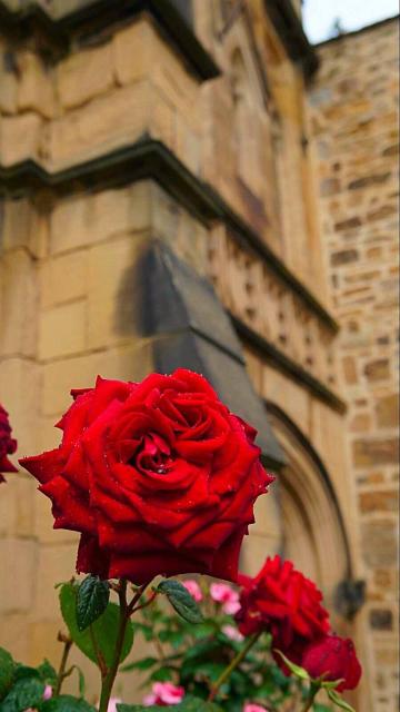 雨后的玫瑰更加娇艳