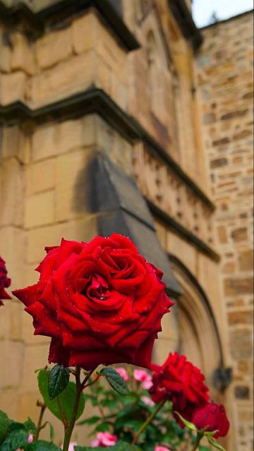 英国45天"馋"游记