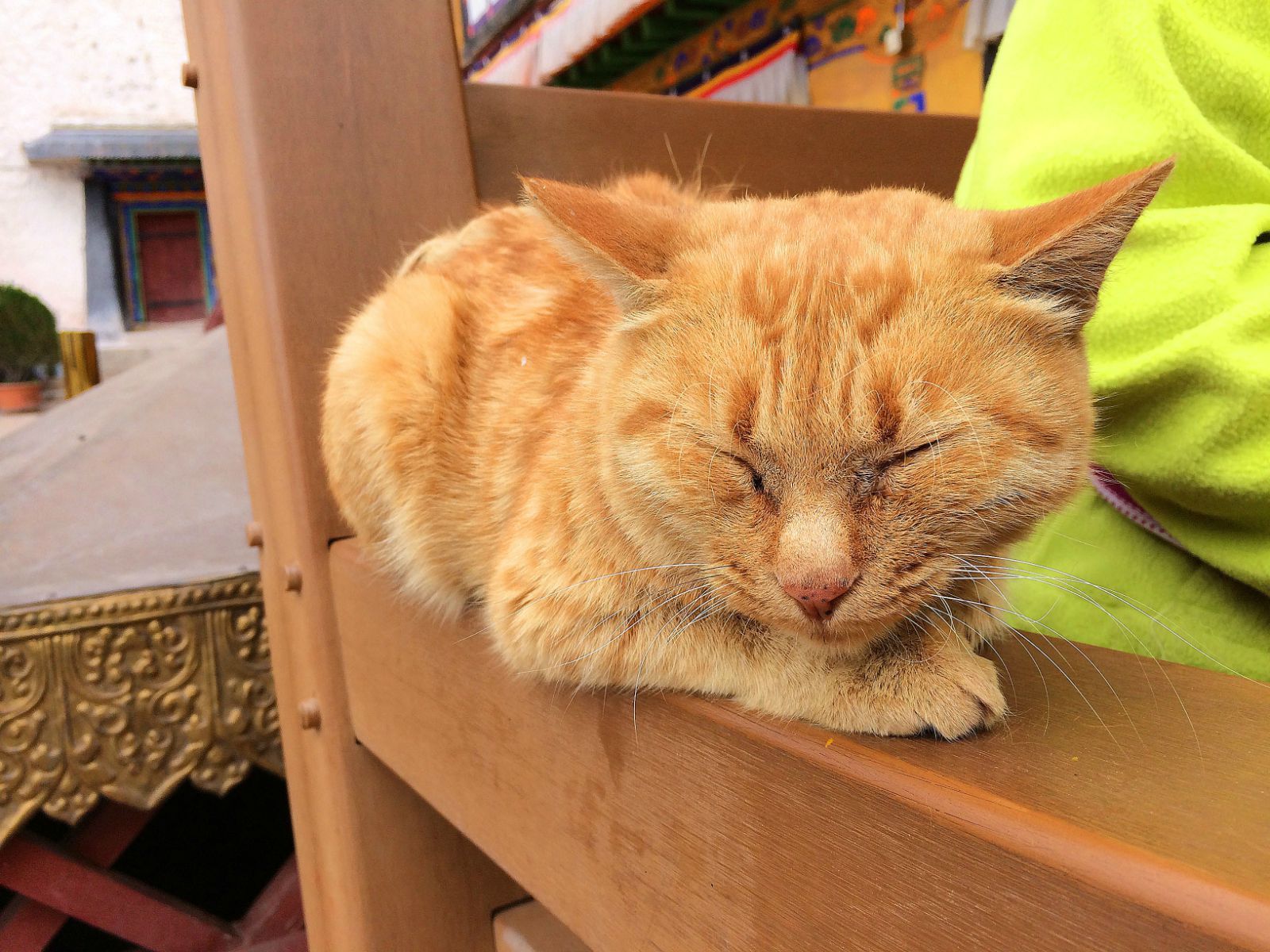 睡懒觉的猫咪 布达拉宫