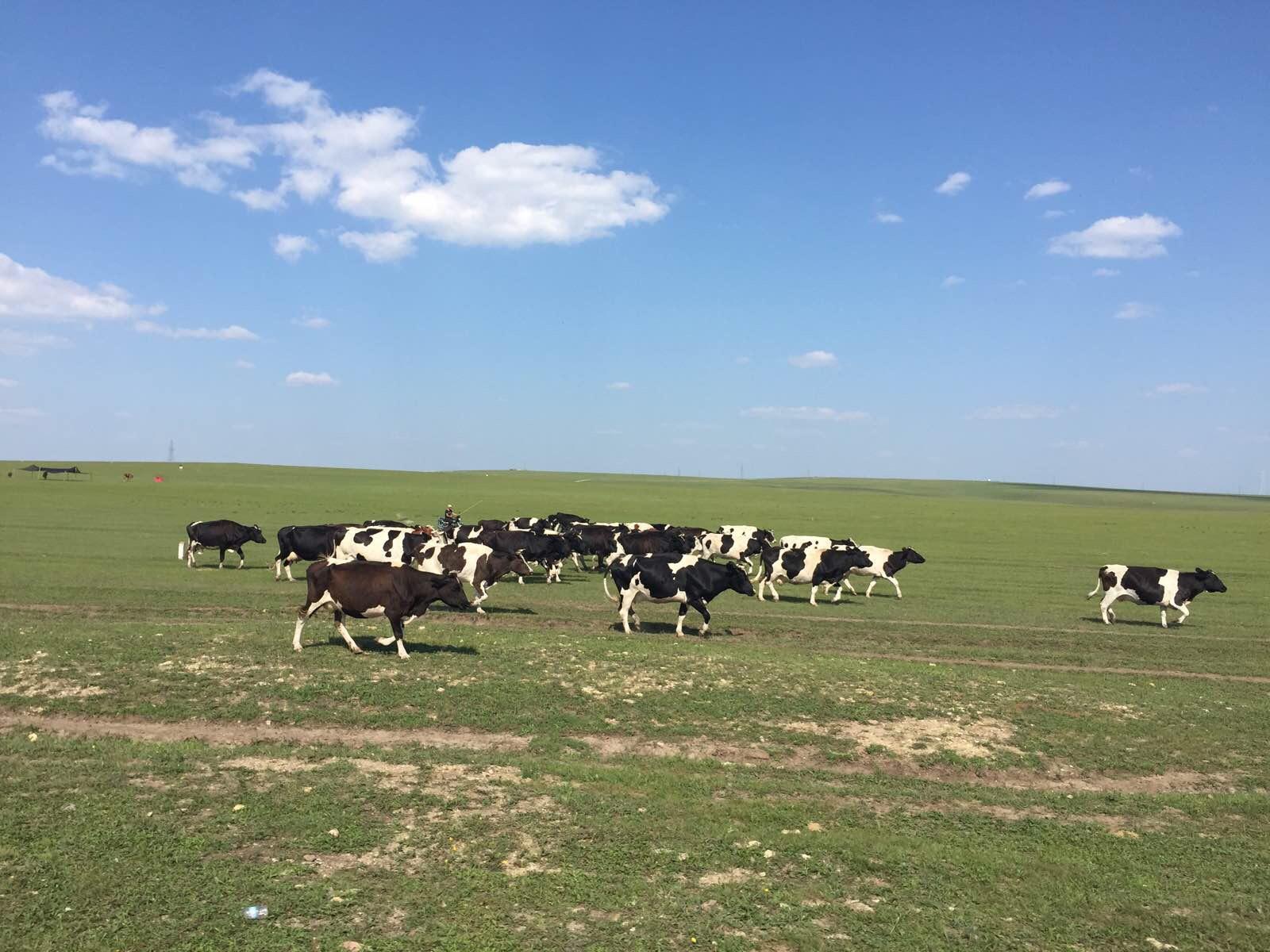 奔跑中的牛群,速度也是很快的! 阿尔山-海拉尔