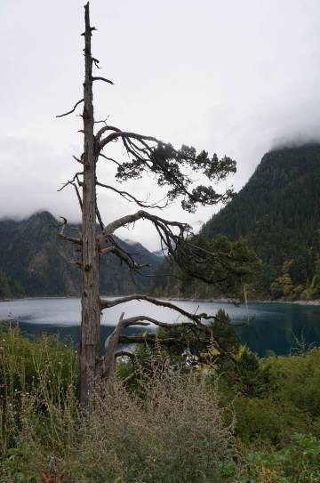 老人柏,又叫旗树.一边枯黄,一边茂盛,恰似一面迎风招展的旗帜.