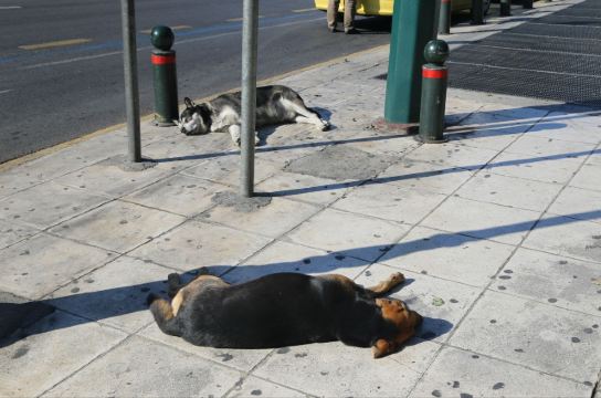 雅典街头经常看到狗儿躺在地上晒太阳.俗话说"好狗不挡道".