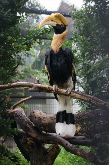 人人都爱『动物园』