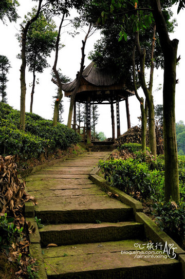 【四川】花楸山 世外茶园 - 邛崃游记攻略【携程攻略】