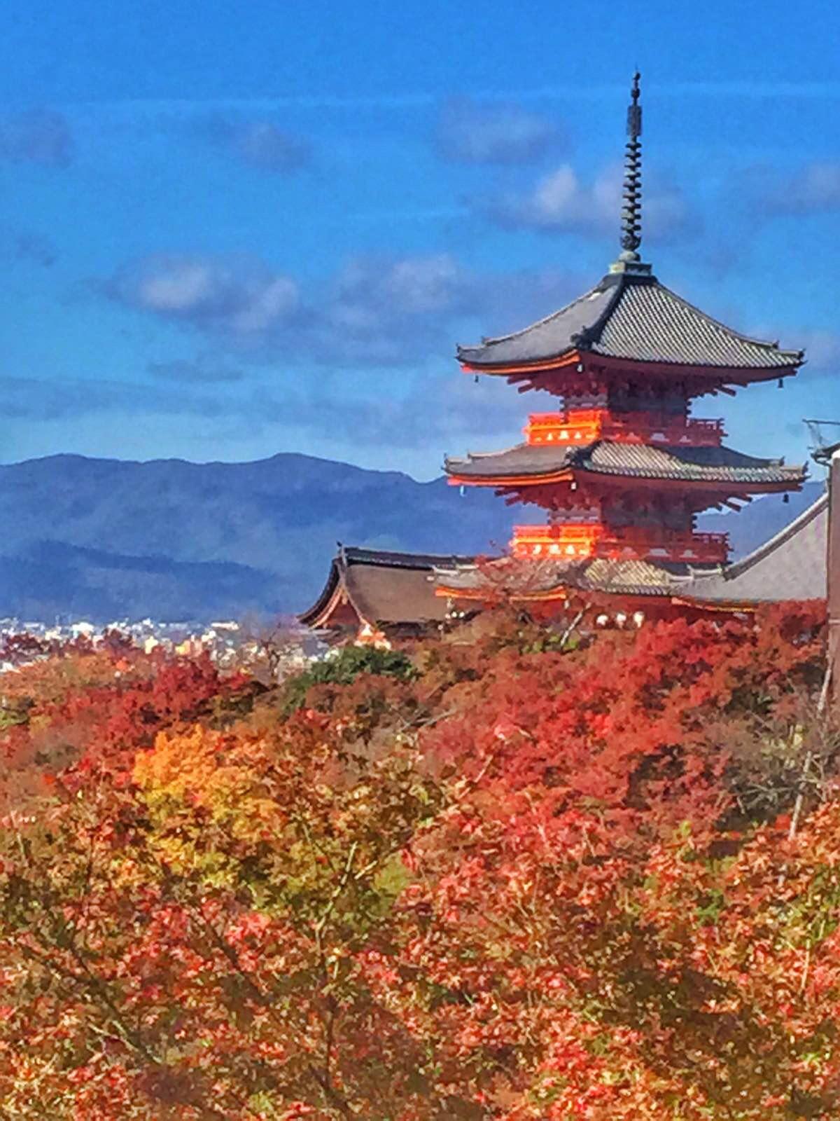 霜叶红于二月花 京都奈良大阪