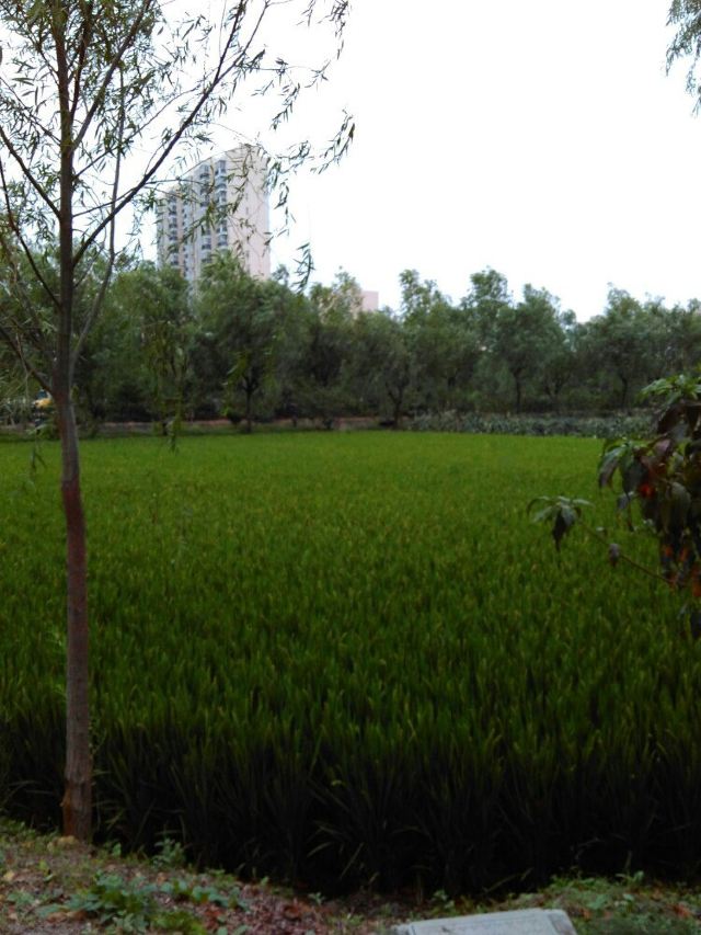 上海郊区鹤丰度假村、沈湖生态农庄度中秋