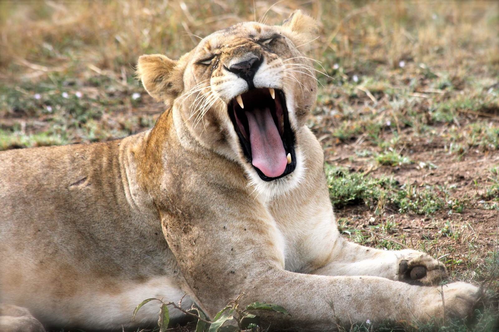 高清大片动物世界 肯尼亚 - 芝麻tu