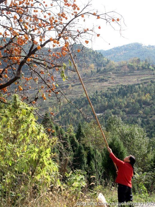 山麻柳图片,麻柳树图片,水麻柳树图片(第6页)_大山谷图库