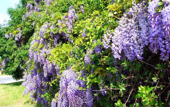 ❤砀山——花的海洋,中国的梨都,大自然的氧吧❤ - 砀山游记攻略