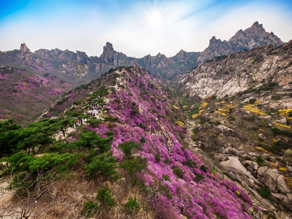 大珠山人口_大珠山杜鹃花图片
