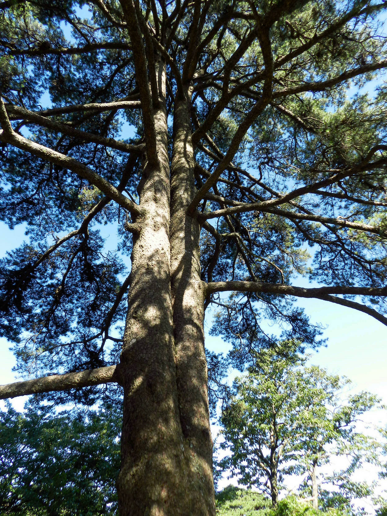 西海大峡谷 黄山的松树传承着几百年甚至上千年的传奇,轮不到你忽视她