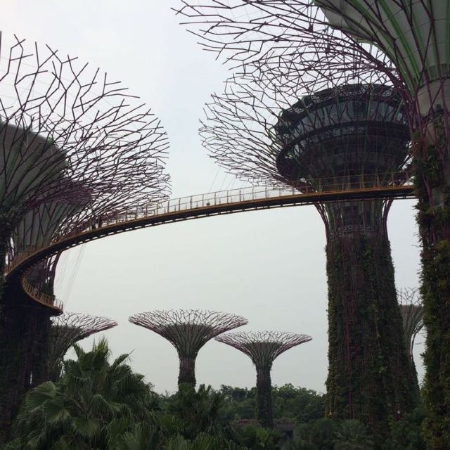 巨树上的空中走道