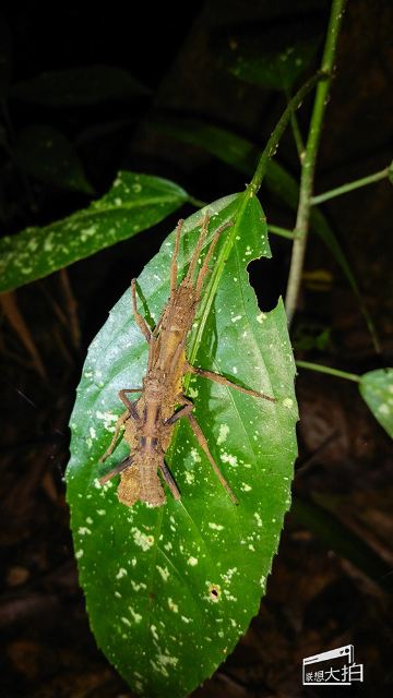 追寻华莱士足迹,博物探秘婆罗洲热带雨林