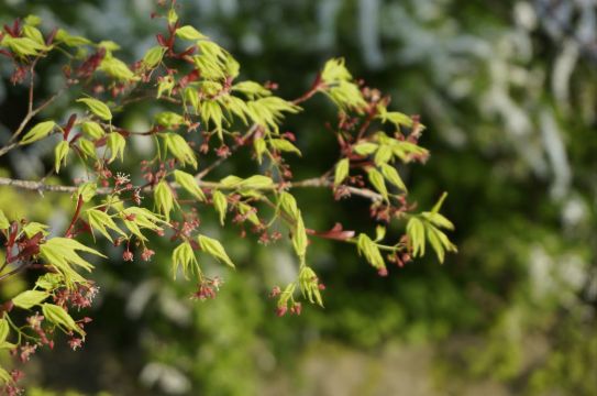 四月,樱吹雪的春光里(中)(2)