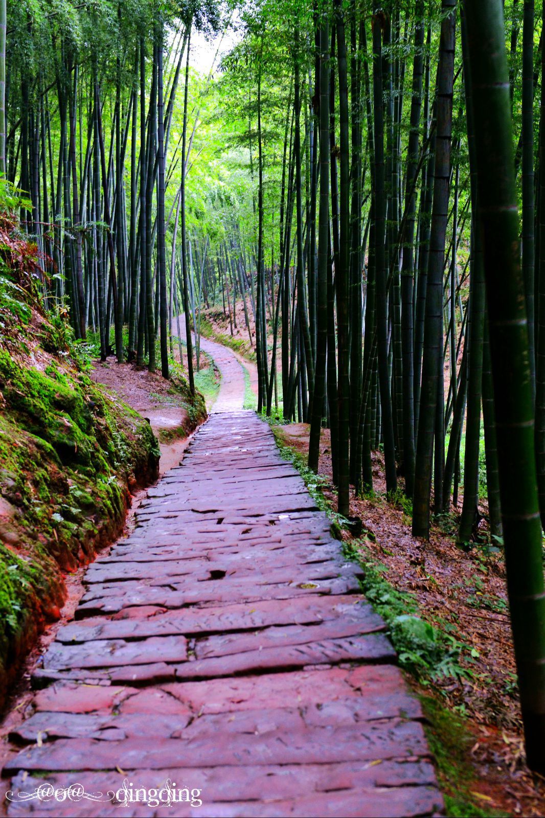 還是這樣的竹林小路更讓人最愛. 蜀南竹海