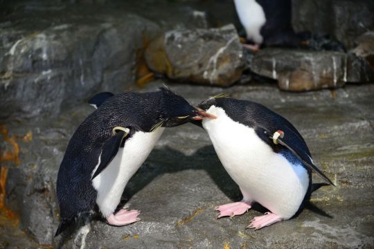 一对恩爱的小企鹅 大阪海游馆