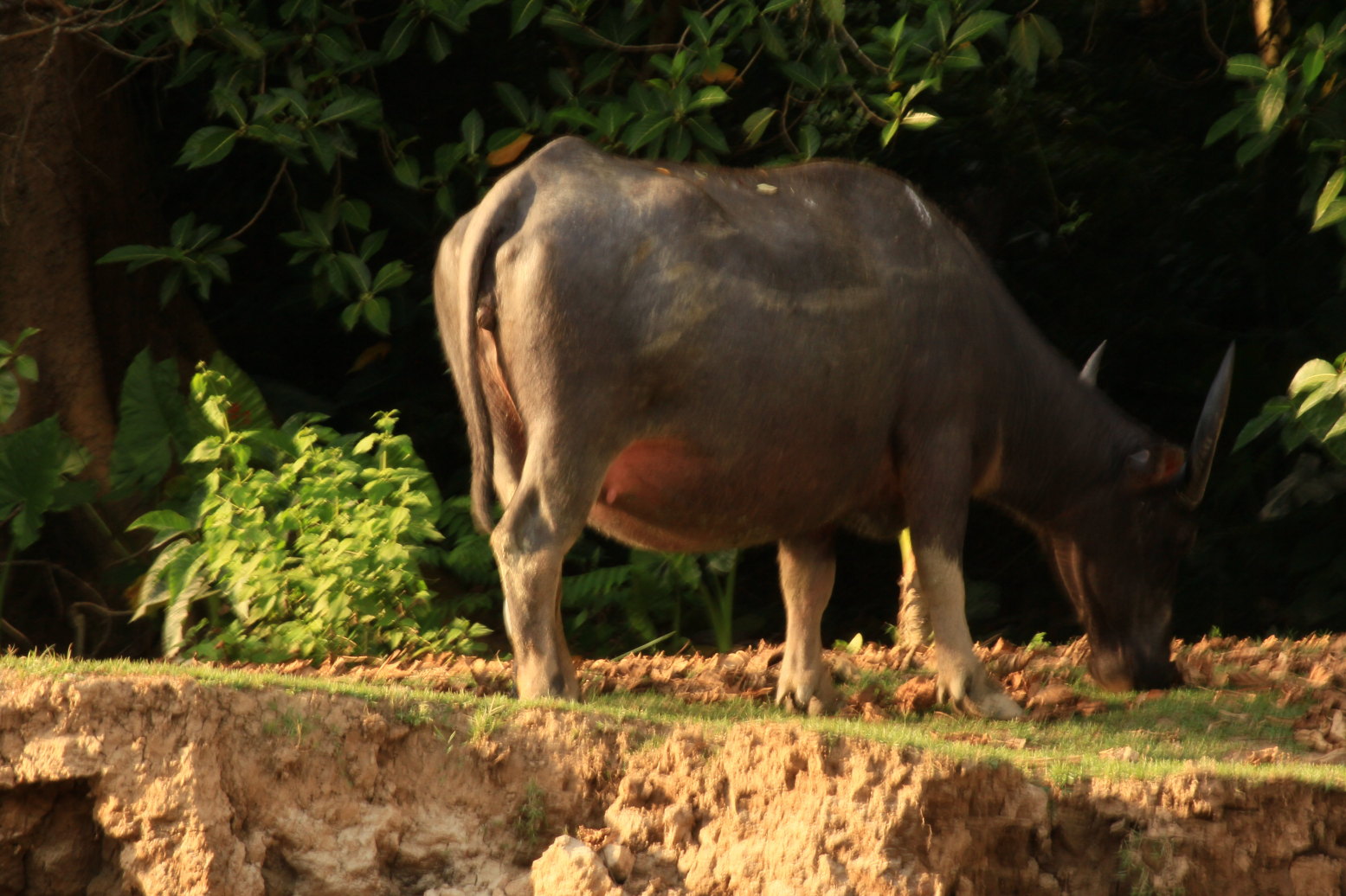 觅食的水牛 马来西亚亚庇红树林