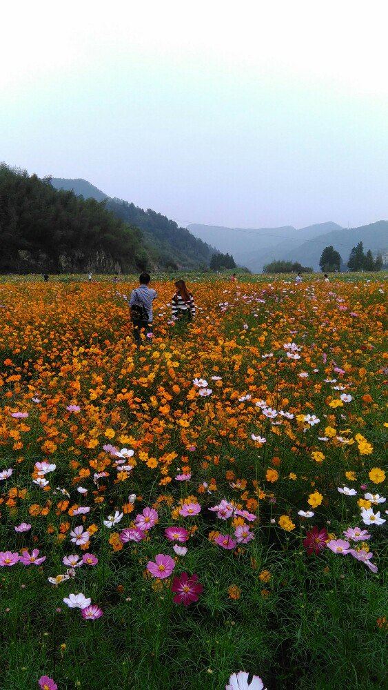 云和石浦花海半日游