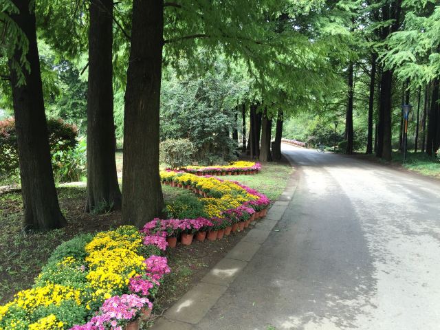 南京中山植物園菊花展搶先看 - 南京遊記攻略【攜程攻略】