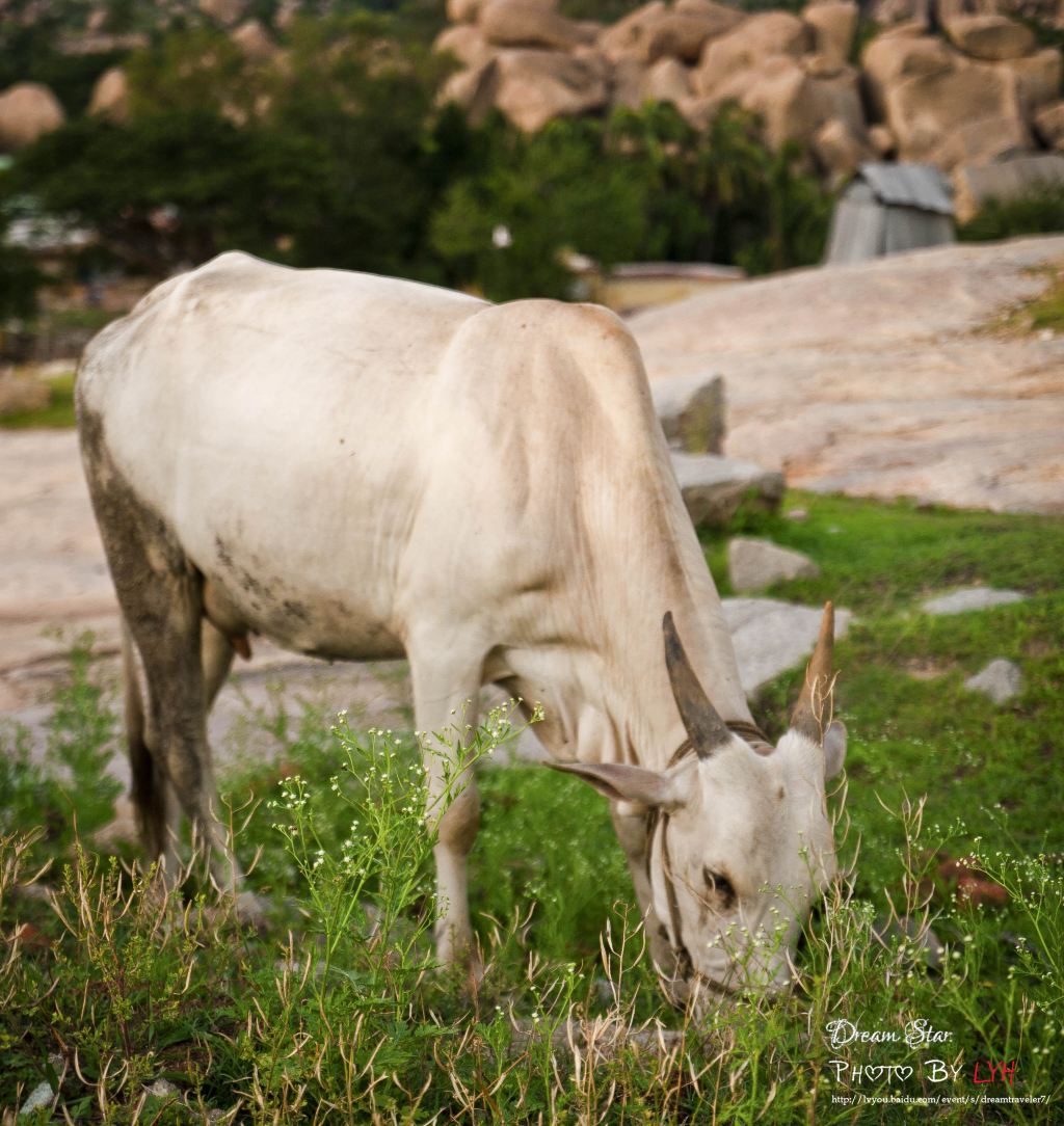 (这头牛不是很帅,就是因为没有那潇洒的犄角,论一头牛的犄角对于颜值
