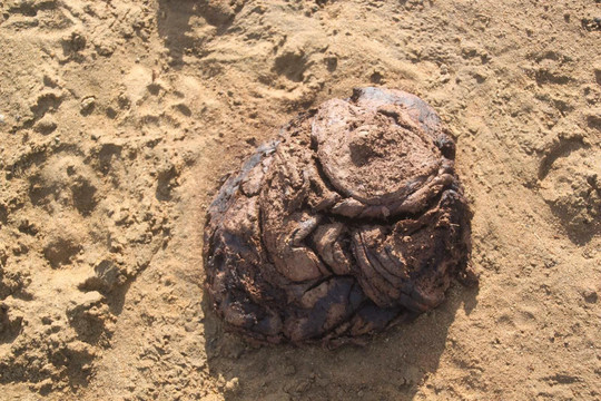 酒店边上就是一片湖,湖里亲眼看见有鳄鱼出没