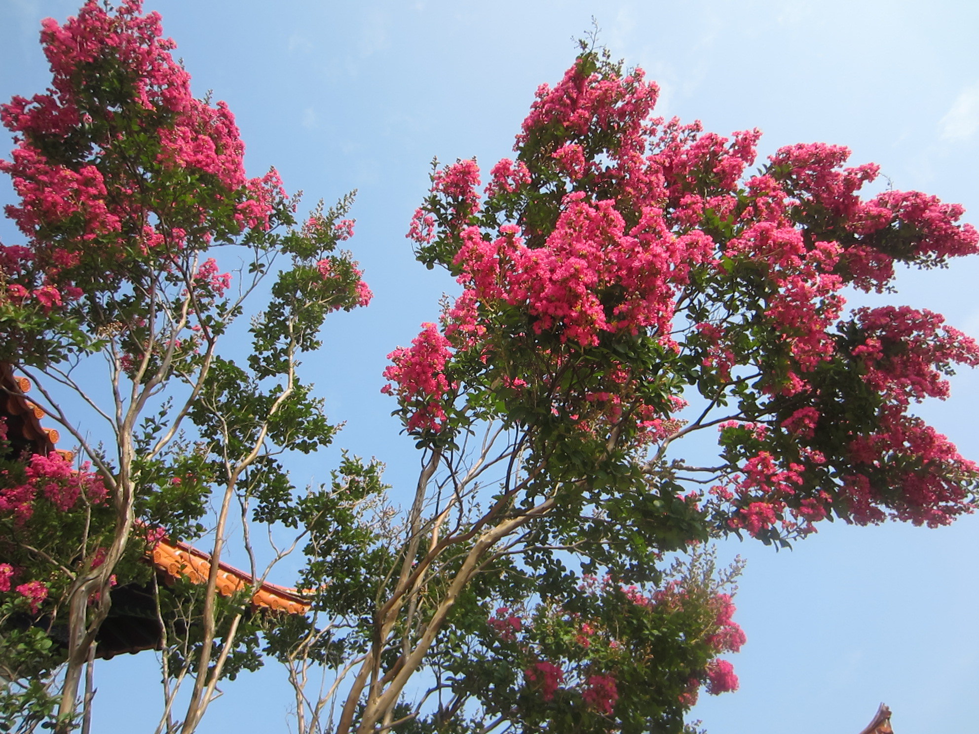 这颗树上都开满了这种粉色的小花,很漂亮 锦屏山风景区