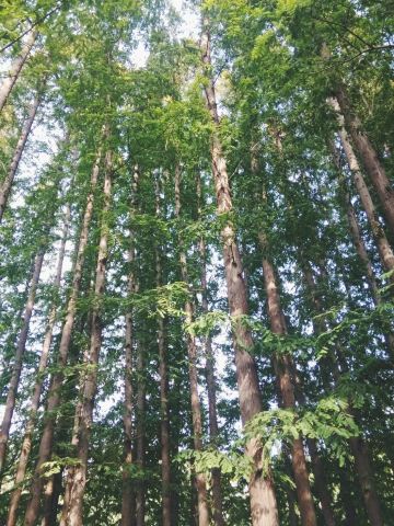 挺拔的大树,挺拔的松树,挺拔的白杨树_大山谷图库