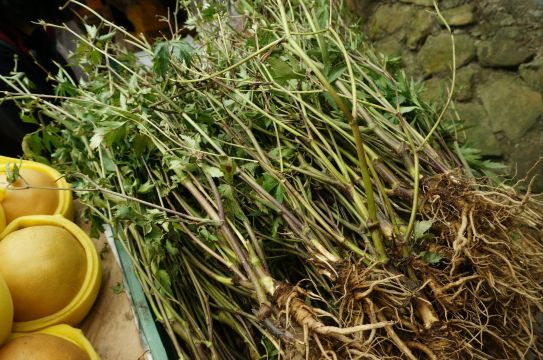 当归叶真容 青青草原