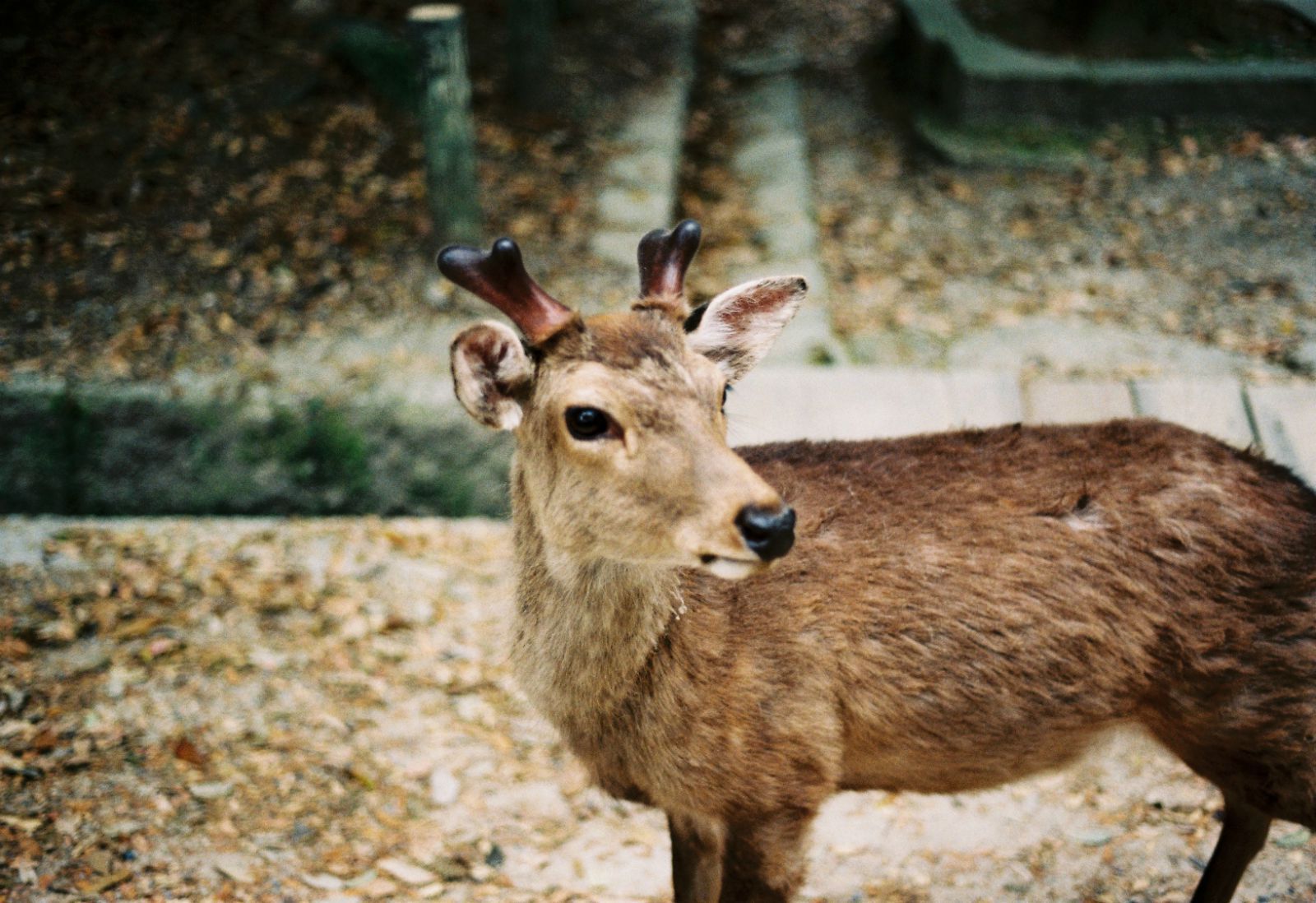 沒有鹿仙貝時如此端莊. 奈良公園